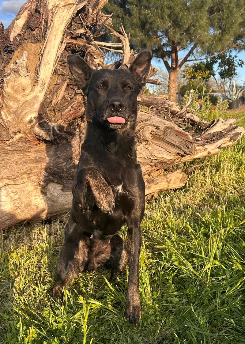 A young medium-sized female Black Shepherd dog named Molly for adoption in Sherman Oaks, CA
