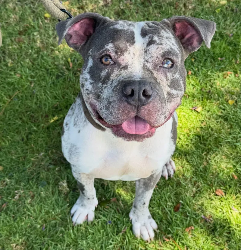 An adult medium-sized male American Bully dog named Asher for adoption in Redondo Beach, CA