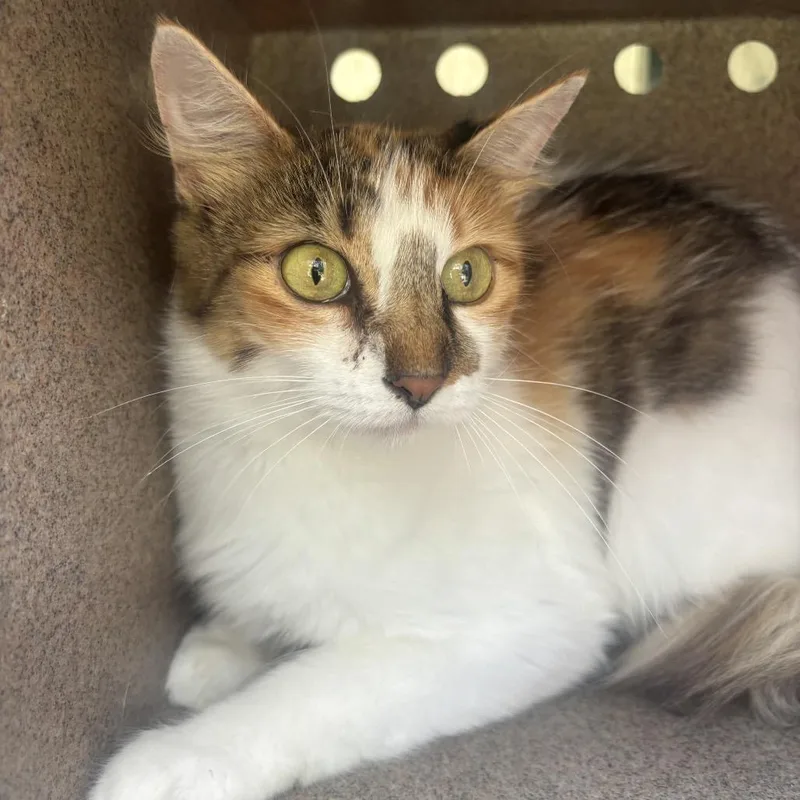 A young medium-sized female Domestic Short Hair cat named Snickerdoodle for adoption in Birmingham, AL