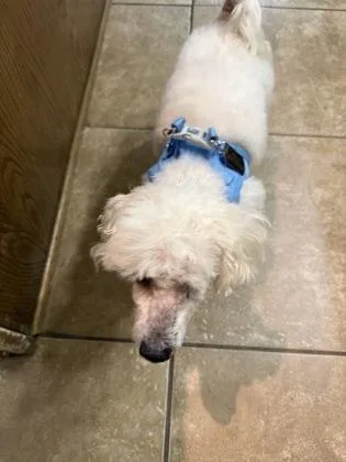 A senior small-sized male Bichon Frise dog named Hugo for adoption in Fort Worth, TX