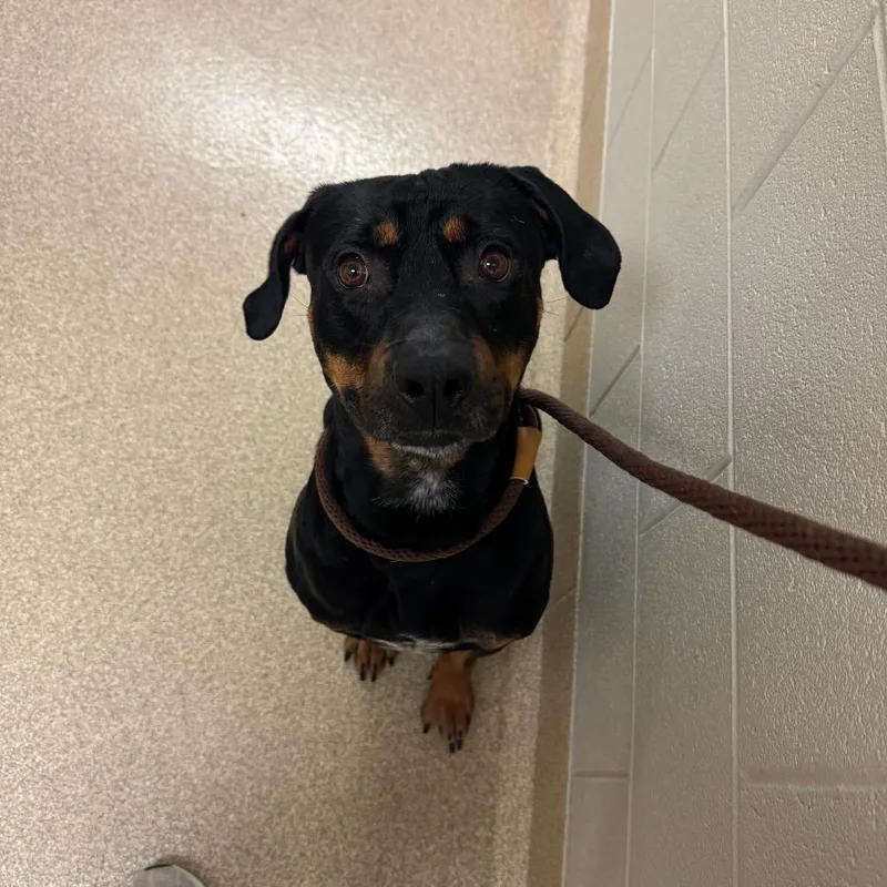 An adult medium-sized male Rottweiler dog named Reuben for adoption in Bristol, IN