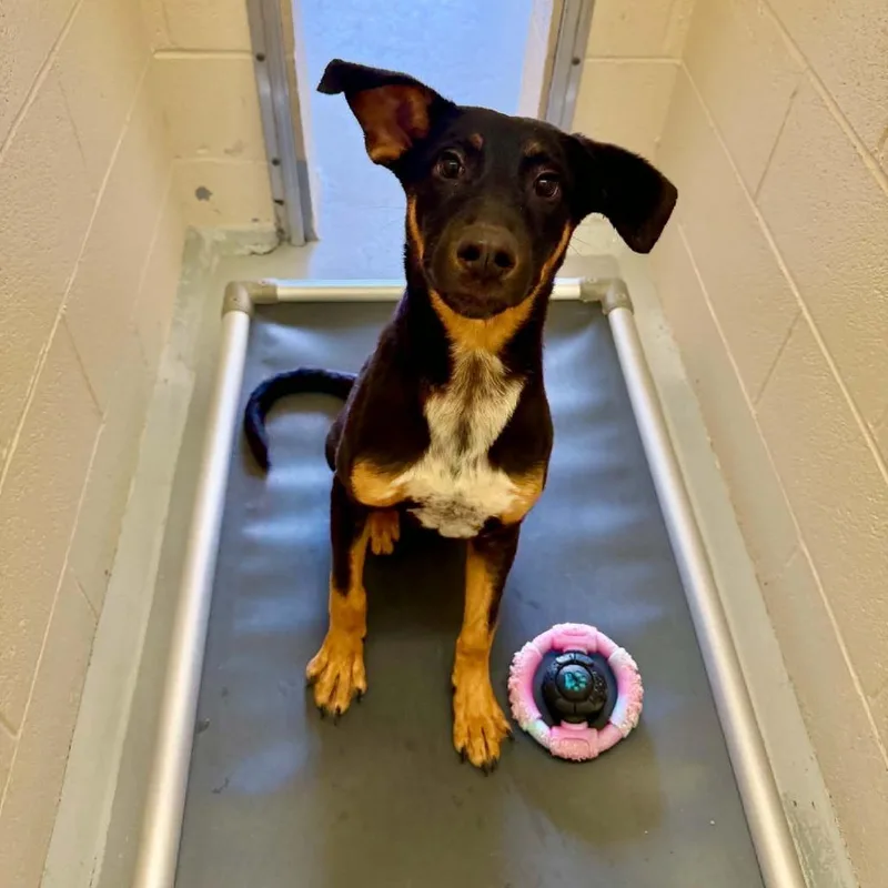 A young medium-sized male Black Shepherd dog named Jigsaw for adoption in Concord, NC