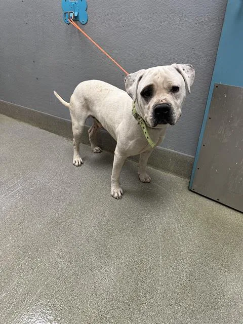 An adult large-sized male Pit Bull Terrier dog named Popeye for adoption in Las Vegas, NV