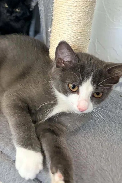 A baby medium-sized female Domestic Short Hair cat named Moonbeam for adoption in Edmond, OK