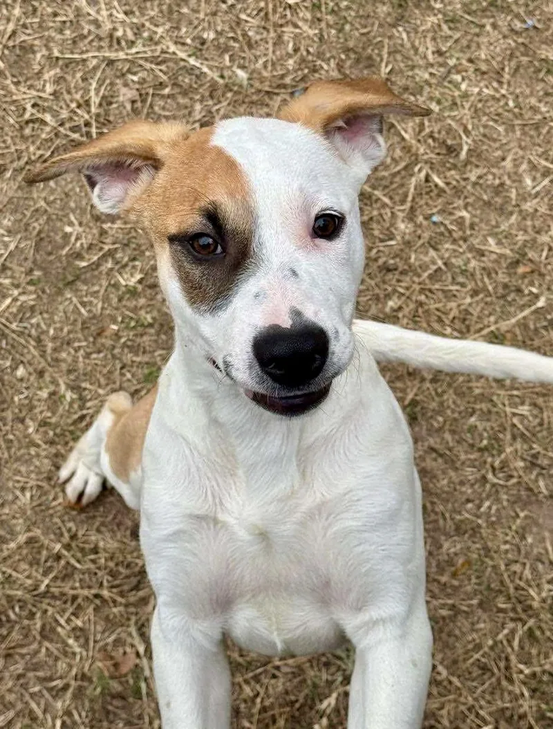 A young medium-sized female White / Cream American Staffordshire Terrier dog named Kinawa for adoption in Tomball, TX