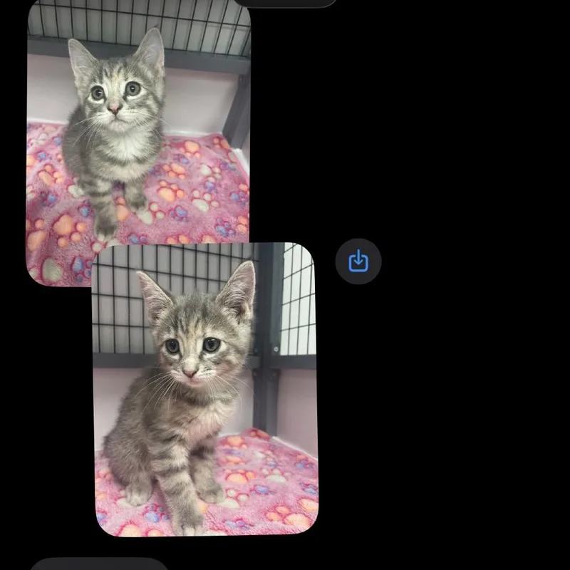 A baby small-sized female Gray / Blue / Silver Domestic Short Hair cat named Female   Grey for adoption in Shelbyville, IL
