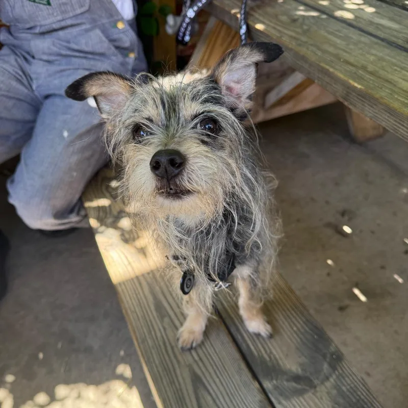 An adult small-sized male Gray / Blue / Silver Yorkshire Terrier dog named Maxie for adoption in Brooklyn, NY