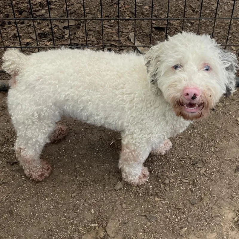 An adult small-sized male White / Cream Poodle dog named Polar Bear for adoption in Graham, WA