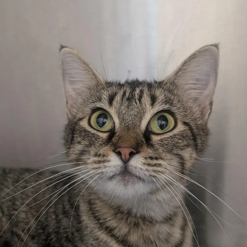 An adult small-sized female Domestic Short Hair cat named Sasha for adoption in Sand Springs, OK