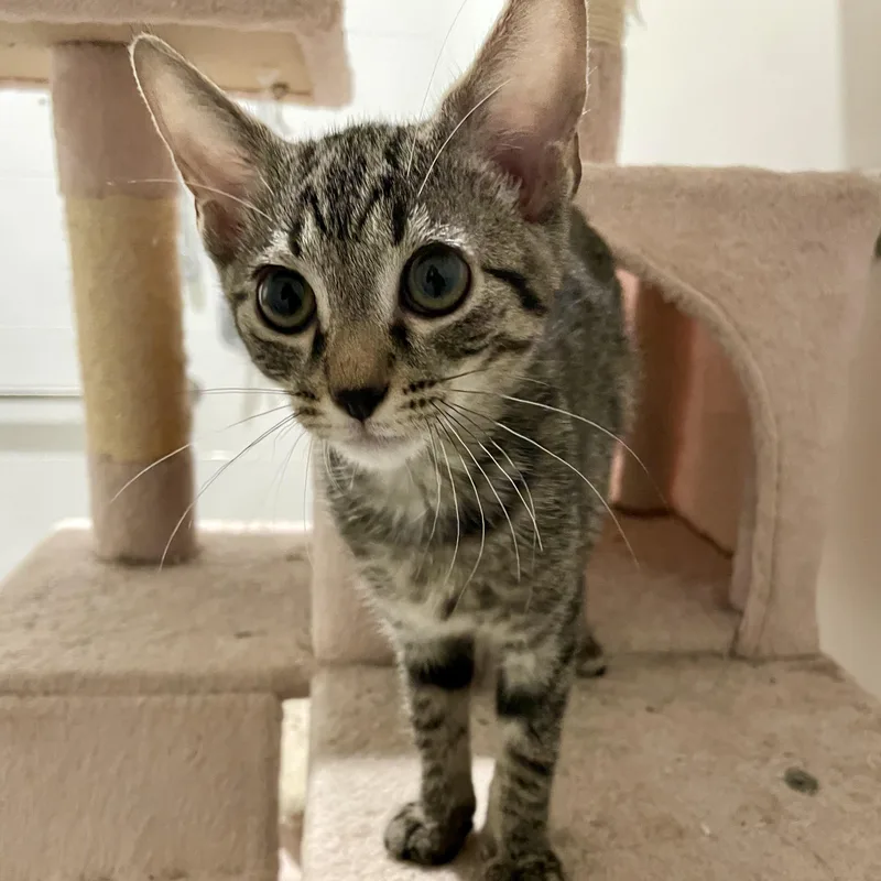 A baby medium-sized male Tabby (Buff / Tan / Fawn) Domestic Short Hair cat named High Road for adoption in Richmond, VA