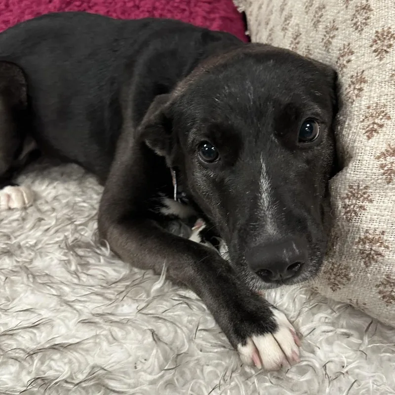 A young medium-sized female Cattle Dog dog named Venus for adoption in San Francisco, CA