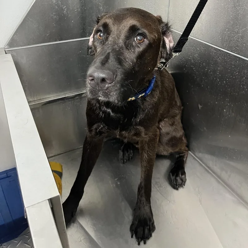 An adult large-sized male Chocolate Labrador Retriever dog named Heathcliff for adoption in La Grange, KY