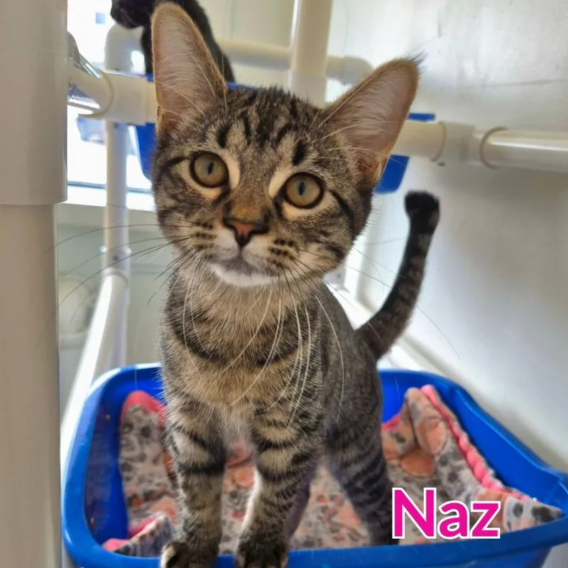 A baby medium-sized female Domestic Short Hair cat named Naz Reid for adoption in North Saint Paul, MN