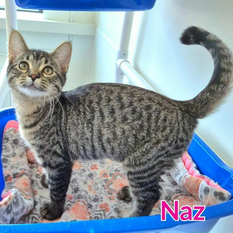 Naz Reid thumbnail 3
