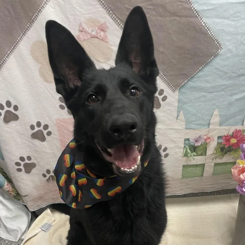 Zeus