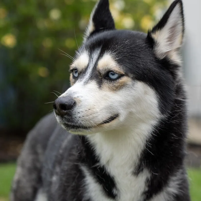 An adult medium-sized female Black Husky dog named Leila for adoption in Elizabeth City, NC