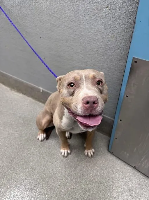 A young medium-sized female Pit Bull Terrier dog named Princess for adoption in Las Vegas, NV