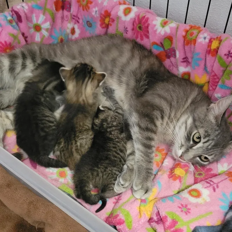 Kit Kat