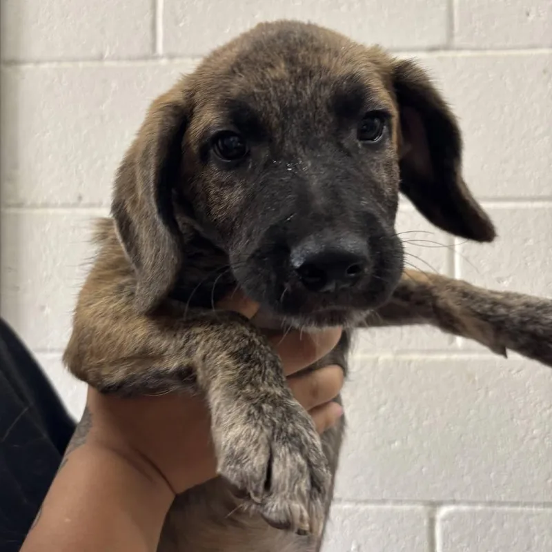 A baby small-sized male Brown / Chocolate Shepherd dog named Old Spice for adoption in Cleveland, MS
