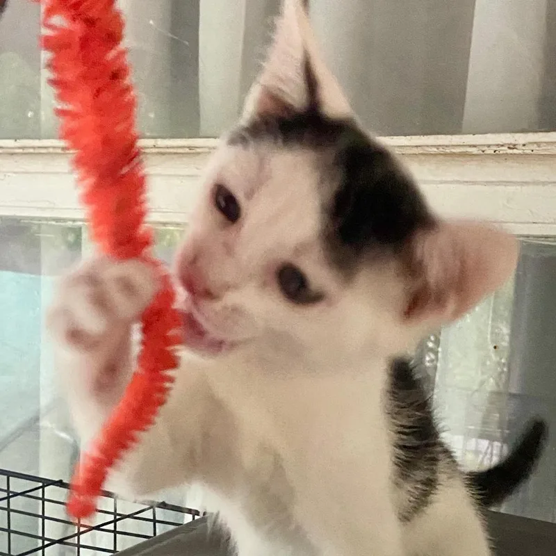 A baby medium-sized female White Domestic Short Hair cat named Bianca for adoption in Gastonia, NC