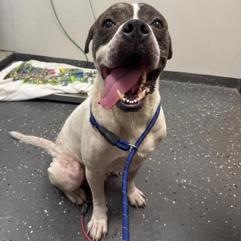 An adult large-sized male White / Cream Mixed Breed dog named Johnny Cade for adoption in Columbiana, AL