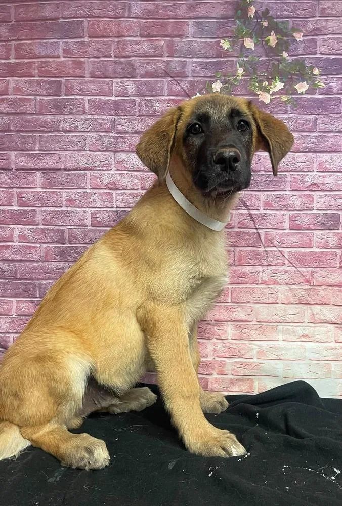 A baby large-sized male Tricolor (Brown, Black, & White) Anatolian Shepherd dog named Blue Buffalo for adoption in Sedalia, CO