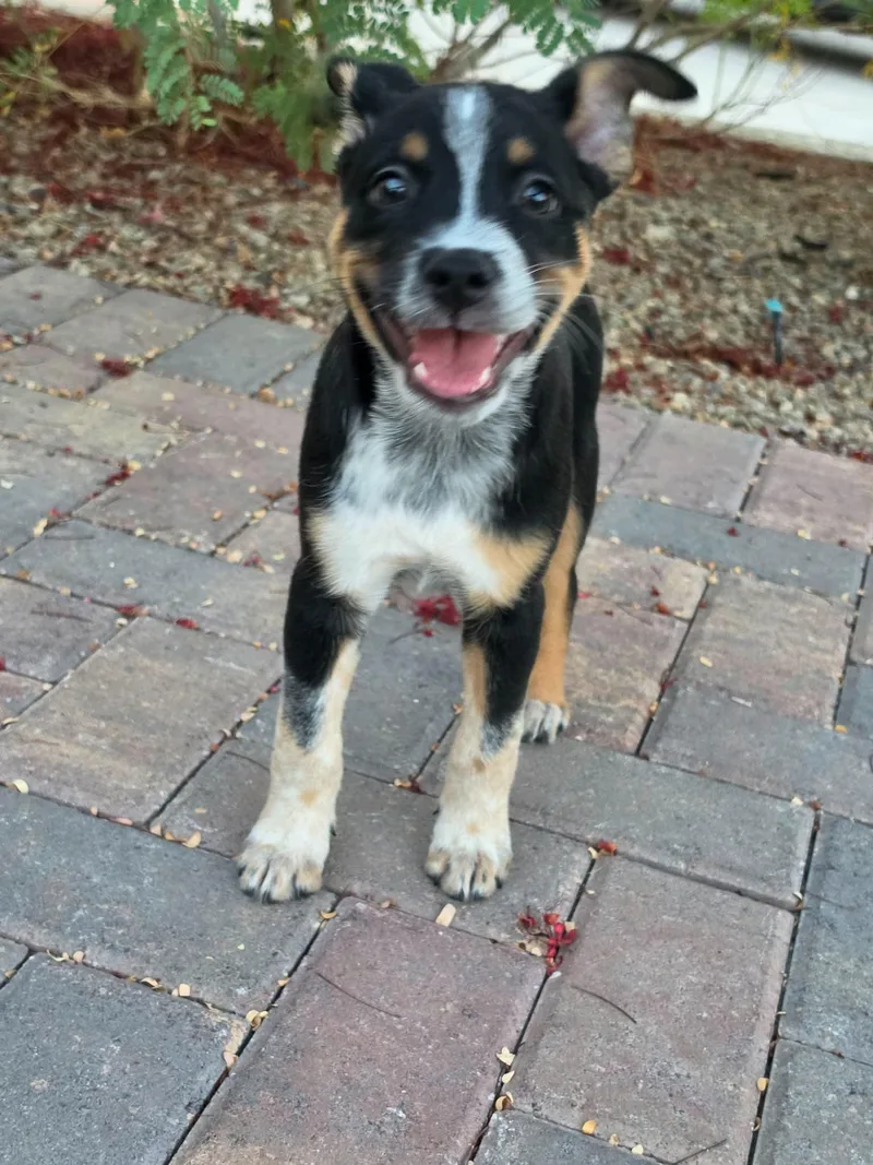 A baby medium-sized male Australian Cattle Dog / Blue Heeler dog named Jack for adoption in Las Vegas, NV