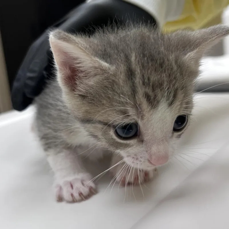A baby small-sized female Gray / Blue / Silver Domestic Short Hair cat named Ciara for adoption in Winston Salem, NC