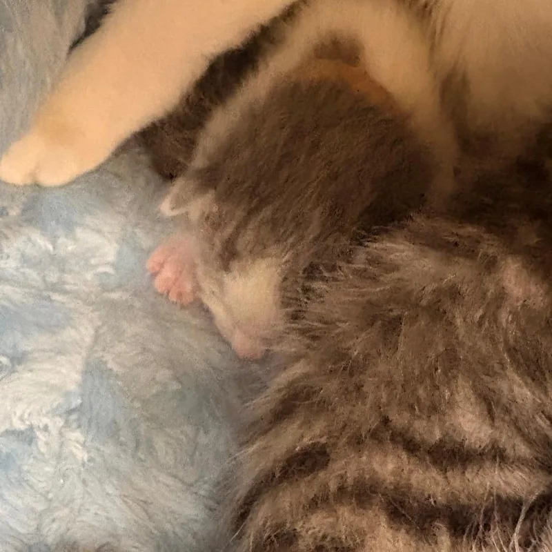 Ciara thumbnail 3