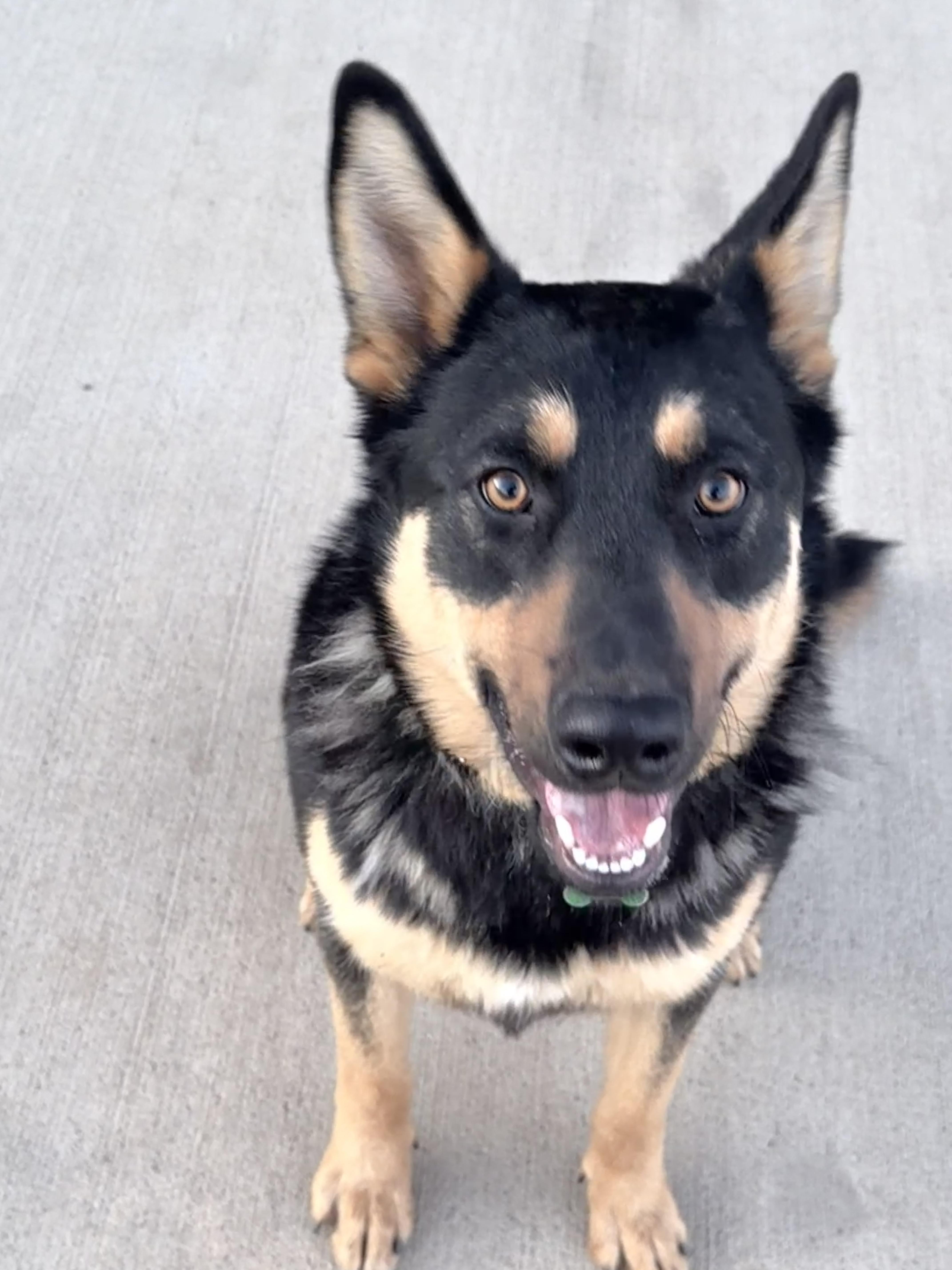 A young large-sized male Mixed Breed dog named Takoda for adoption in Sioux Falls, SD