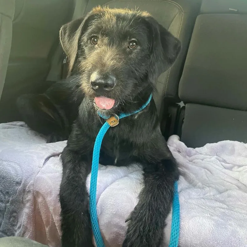 A young medium-sized female Black Labrador Retriever dog named Katy for adoption in CHANUTE, KS