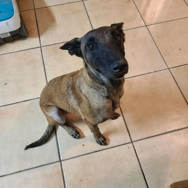 A young small-sized female Tricolor (Brown, Black, & White) Belgian Shepherd / Malinois dog named Fabulous "Fab" located in for adoption in Imlay City, MI