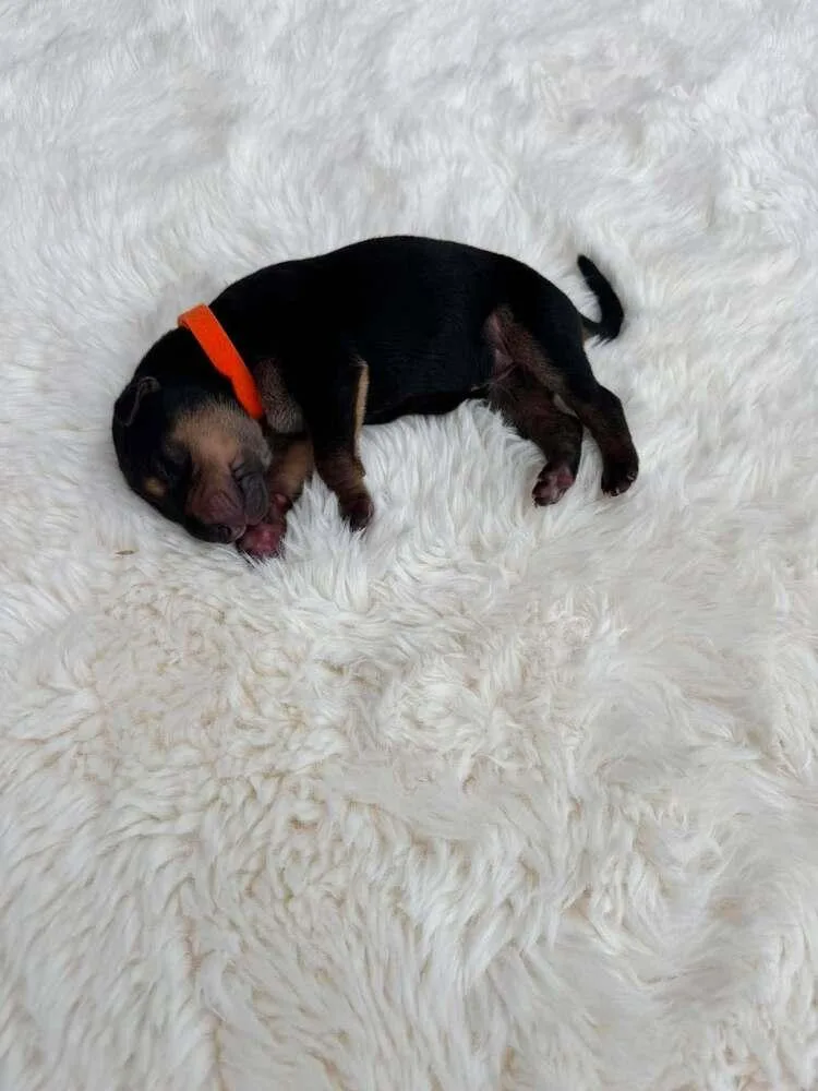 A baby small-sized female Tricolor (Brown, Black, & White) Belgian Shepherd / Malinois dog named New Light Litter Ember for adoption in Imlay City, MI