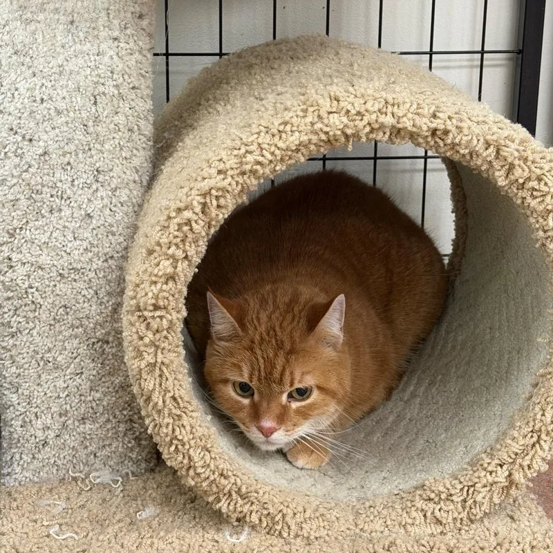 An adult large-sized male Orange / Red Domestic Medium Hair cat named Vegas for adoption in Chillicothe, IL