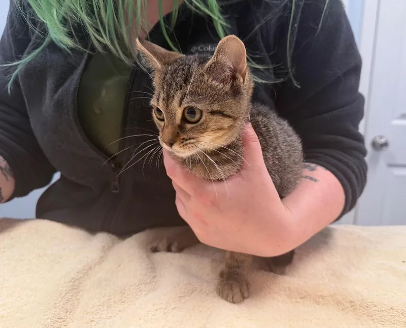 A baby medium-sized female Domestic Short Hair cat named Chestnut for adoption in Raleigh, NC