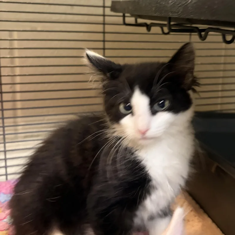A baby medium-sized female Black & White / Tuxedo Domestic Short Hair cat named Jenga for adoption in Charleston, SC