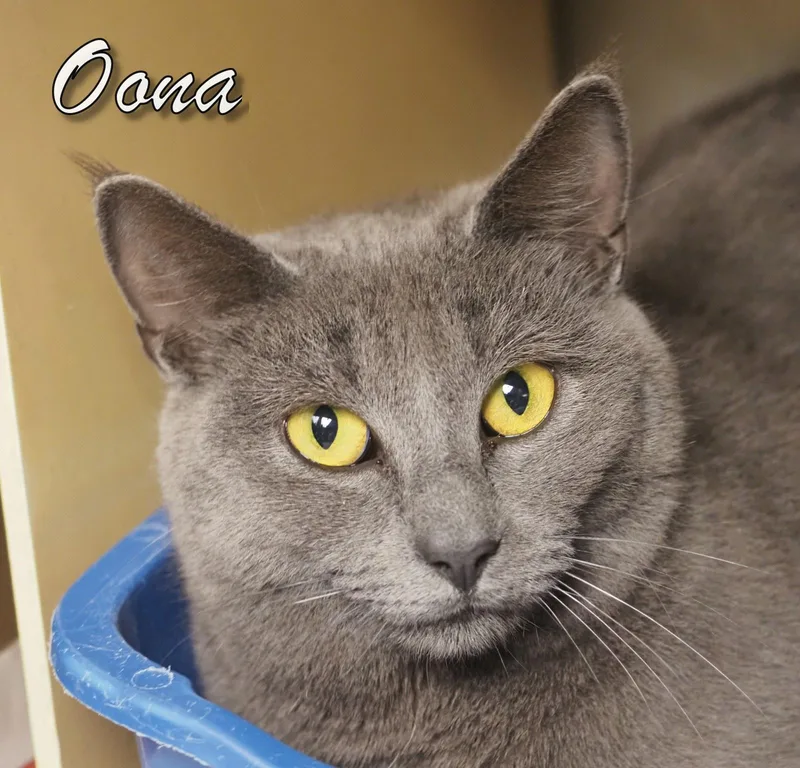 An adult medium-sized female Domestic Short Hair cat named Oona for adoption in Cape May Court House, NJ