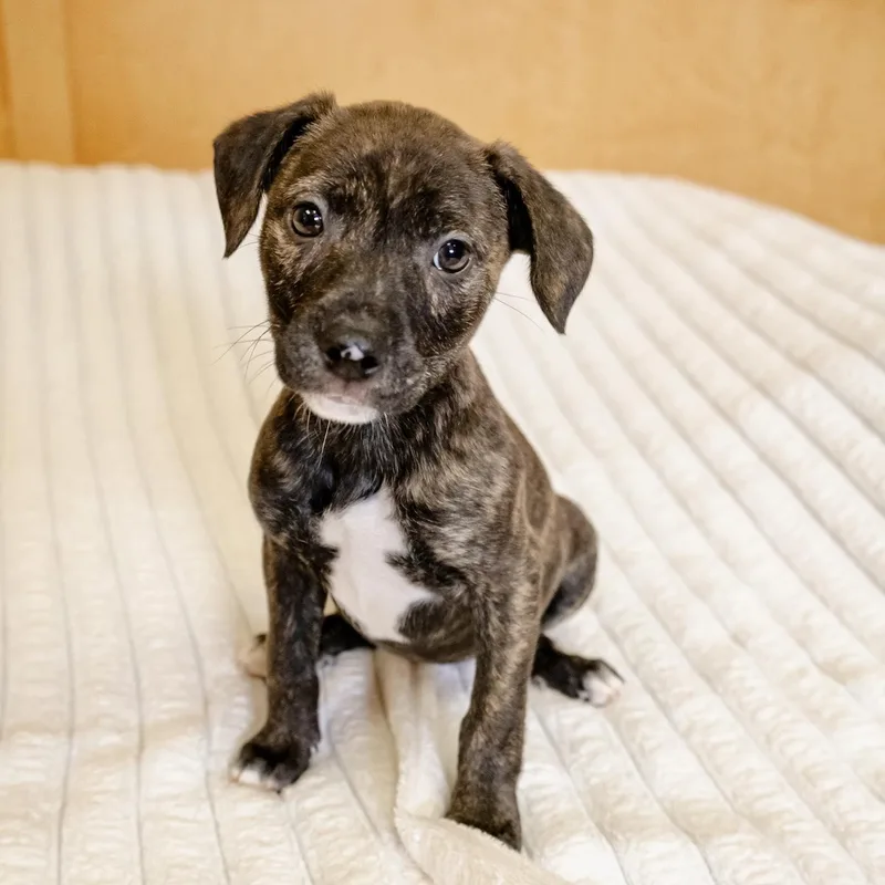 A baby medium-sized female Terrier dog named Miele for adoption in Valparaiso, IN