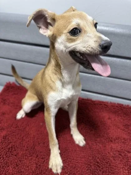 A baby medium-sized female Mixed Breed dog named Janika for adoption in West Chester, PA