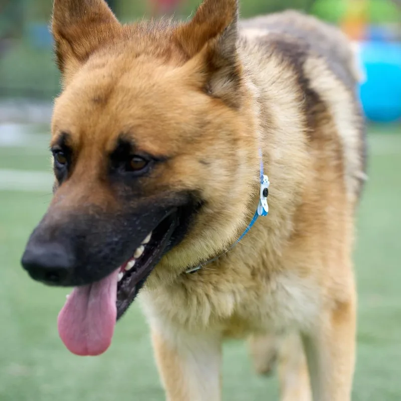 An adult large-sized male Yellow / Tan / Blond / Fawn Mixed Breed dog named Lucky for adoption in Memphis, TN