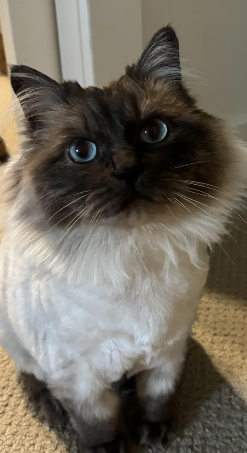 An adult medium-sized female Seal Point Ragdoll cat named Liberty  Bonded With for adoption in Rockford, MI