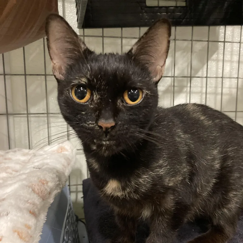 A young medium-sized female Tortoiseshell Domestic Short Hair cat named Marinade for adoption in Columbus, OH