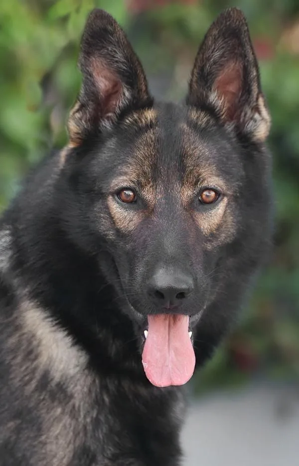 A young large-sized male Black German Shepherd Dog dog named Timber von Treben for adoption in Los Angeles, CA