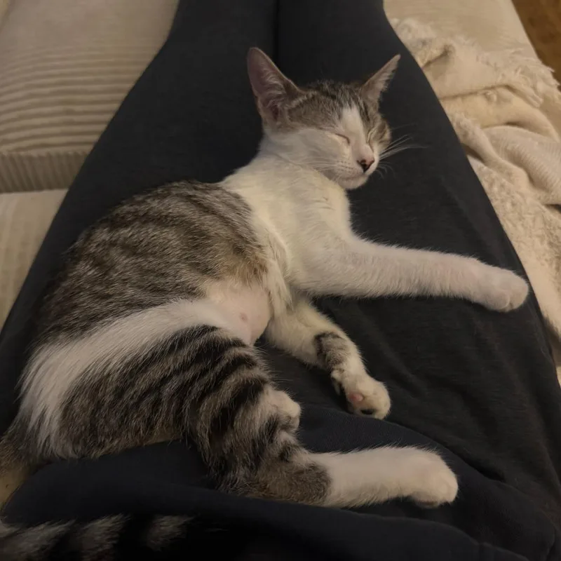 A baby small-sized female Gray / Blue / Silver Domestic Short Hair cat named Olivia for adoption in San Diego, CA