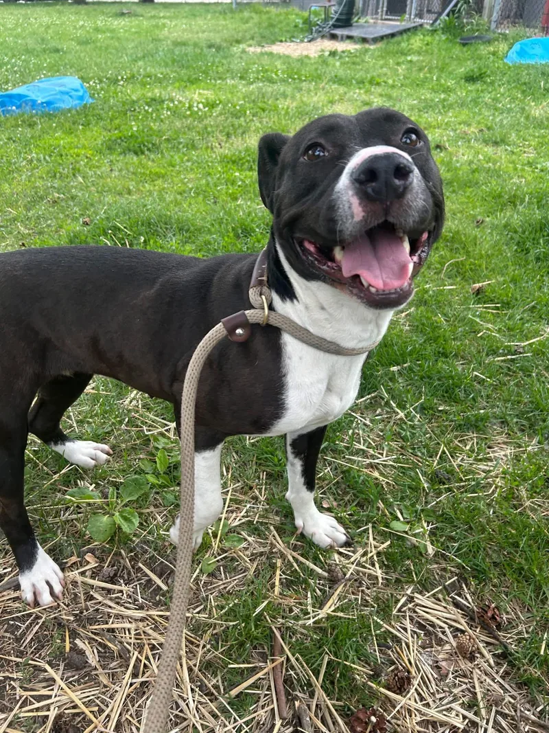 An adult medium-sized female Black Pit Bull Terrier dog named Joyride for adoption in Chicago, IL