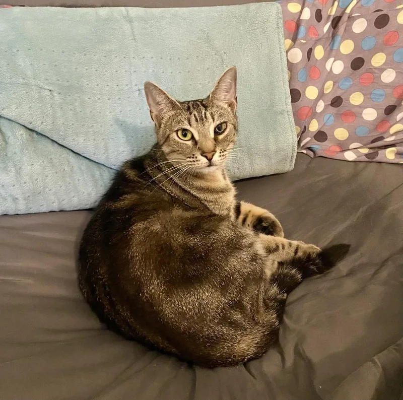 A young medium-sized female Domestic Short Hair cat named Sasha RC for adoption in Greenville, SC