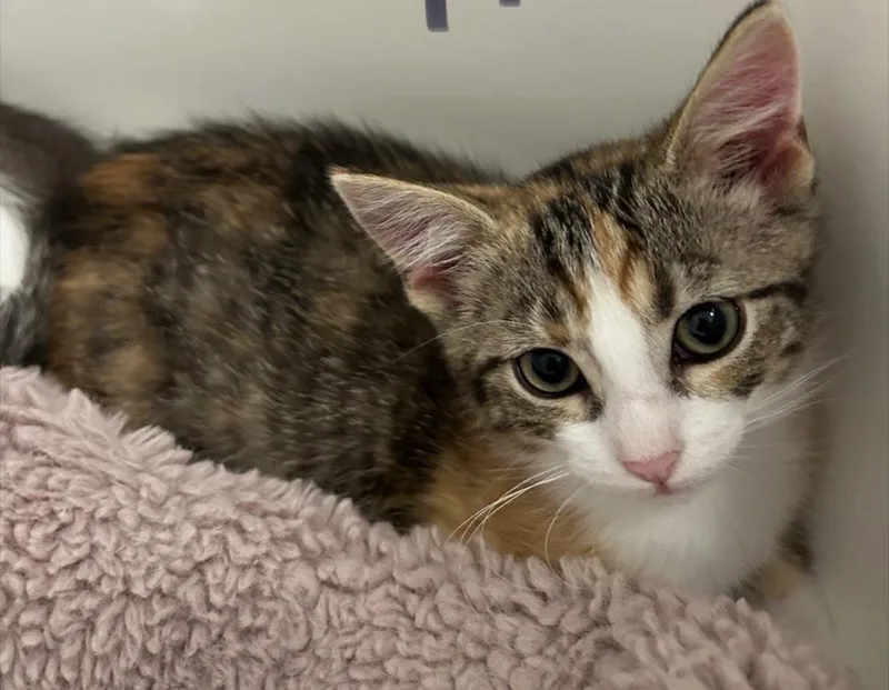 A baby small-sized female Domestic Short Hair cat named Susy for adoption in Poplar Grove, IL