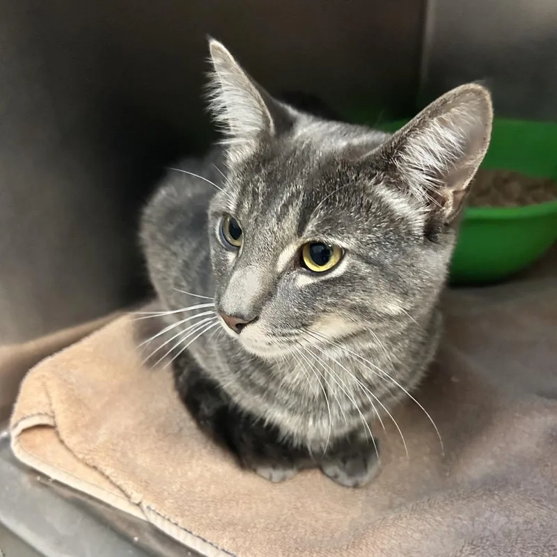 An adult medium-sized male Gray / Blue / Silver Domestic Short Hair cat named Jonas for adoption in Bristol, IN