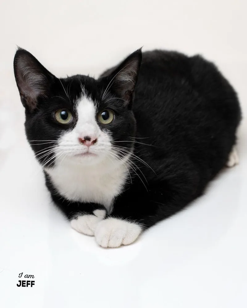 A baby small-sized male Domestic Short Hair cat named Jeff for adoption in Boone, IA