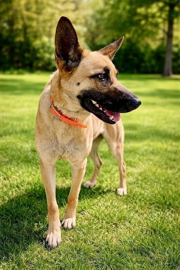 Daenerys thumbnail 5